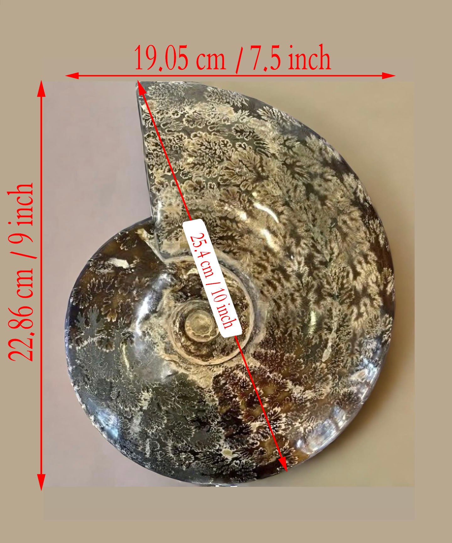 10 Inch Fossilized Ammonite