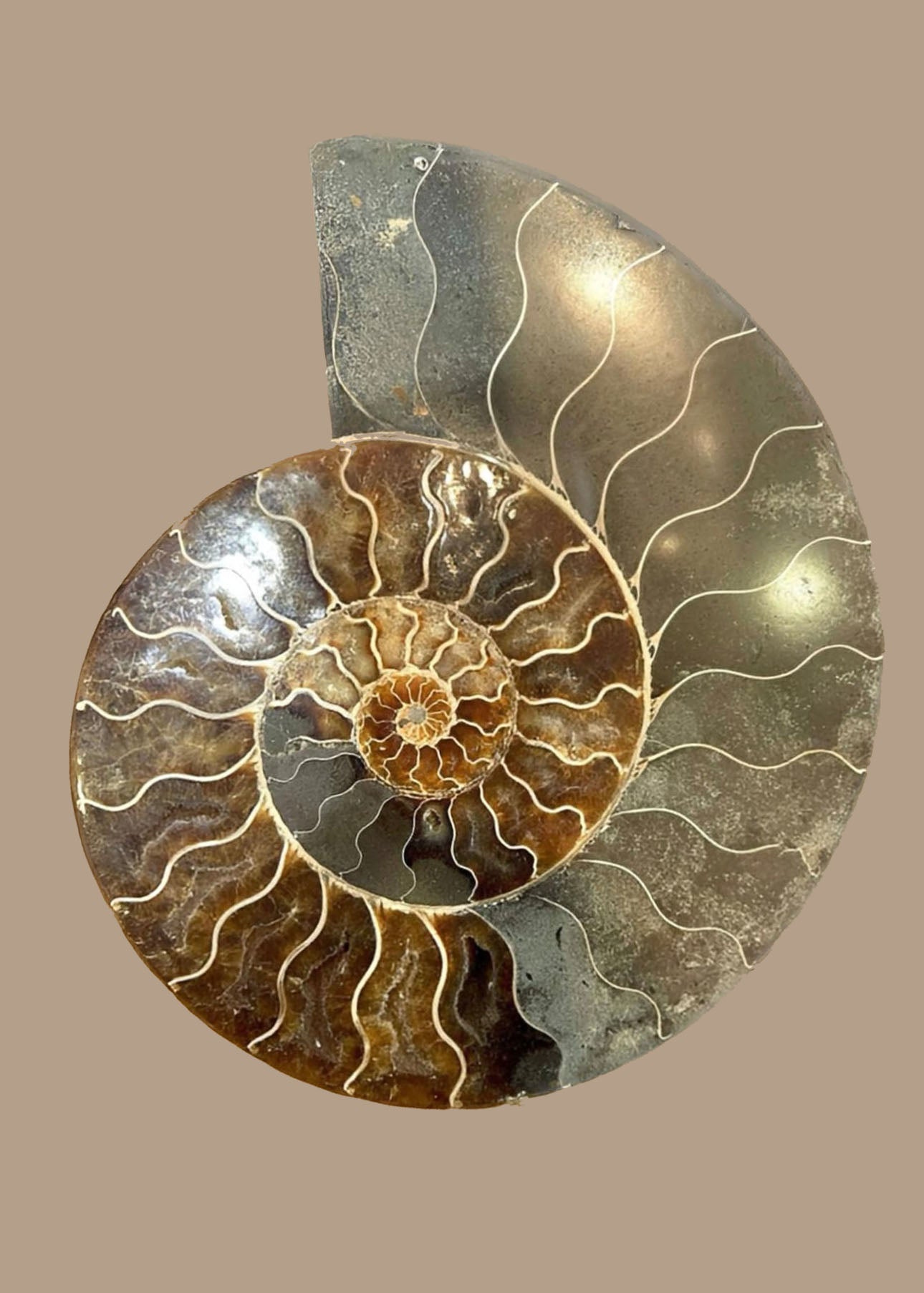 10 Inch Fossilized Ammonite (Pair)