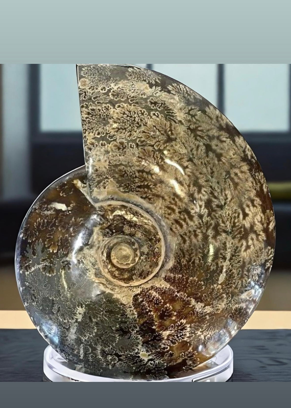 10 Inch Fossilized Ammonite