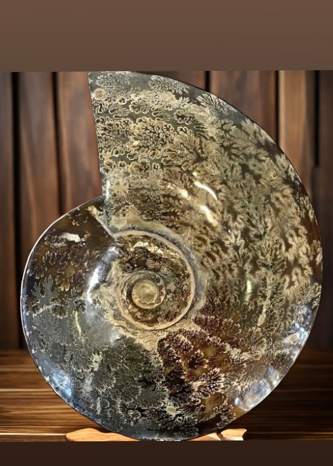 10 Inch Fossilized Ammonite