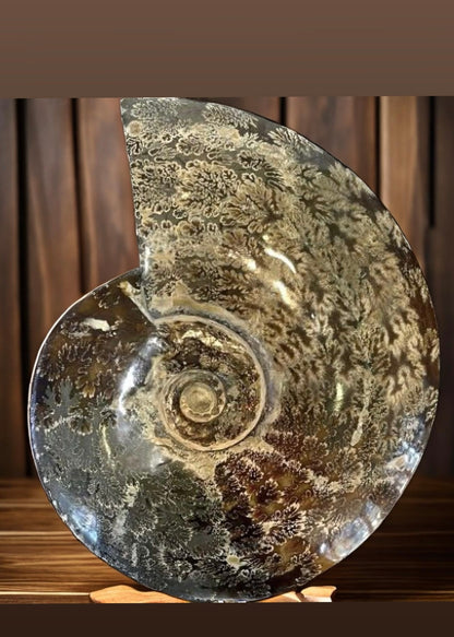 10 Inch Fossilized Ammonite