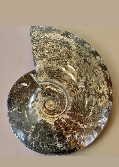 10 Inch Fossilized Ammonite