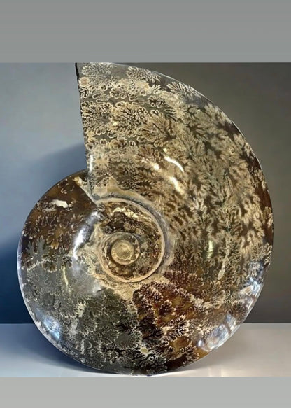 10 Inch Fossilized Ammonite