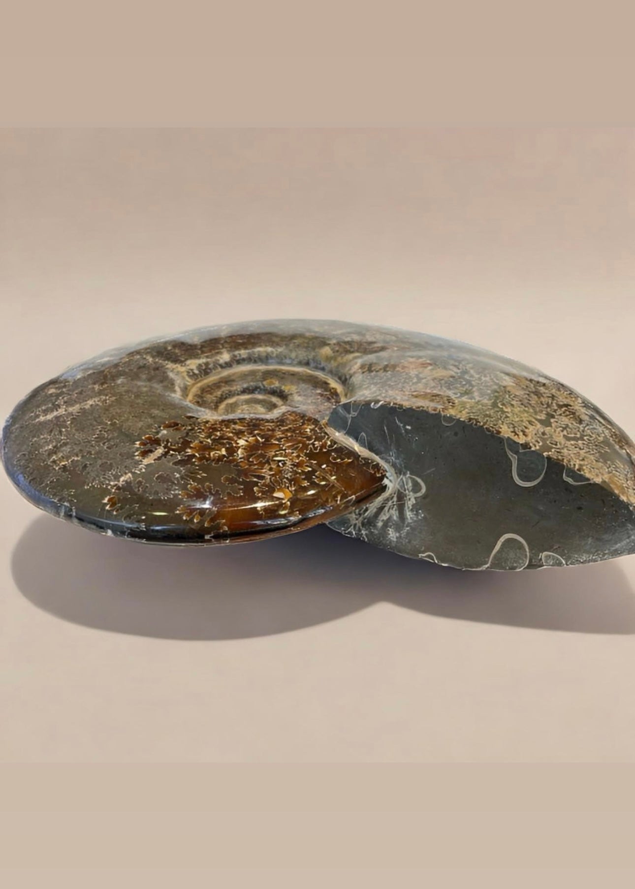 10 Inch Fossilized Ammonite