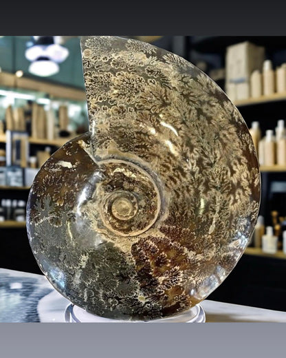 10 Inch Fossilized Ammonite