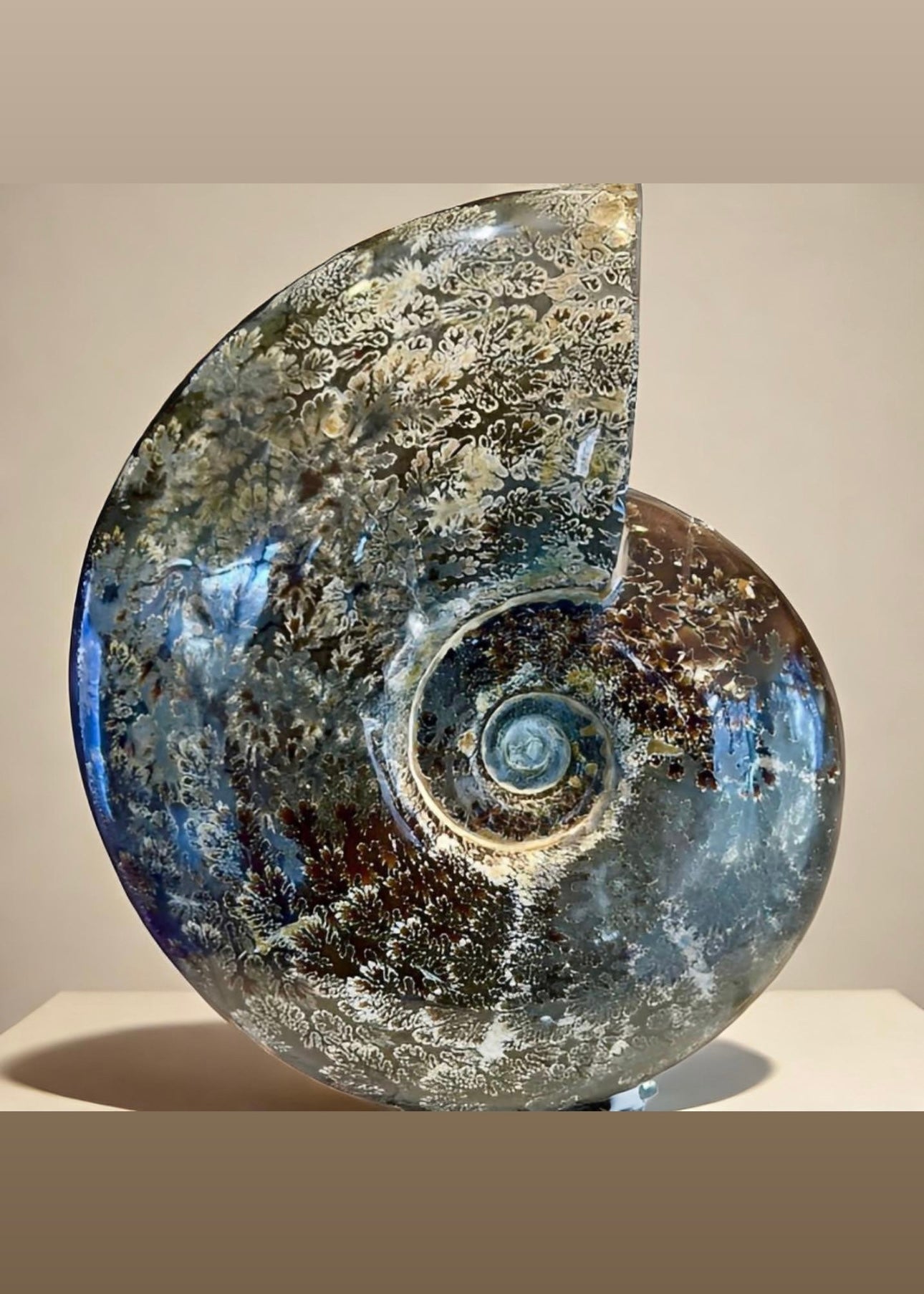 10 Inch Fossilized Ammonite