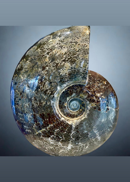 10 Inch Fossilized Ammonite