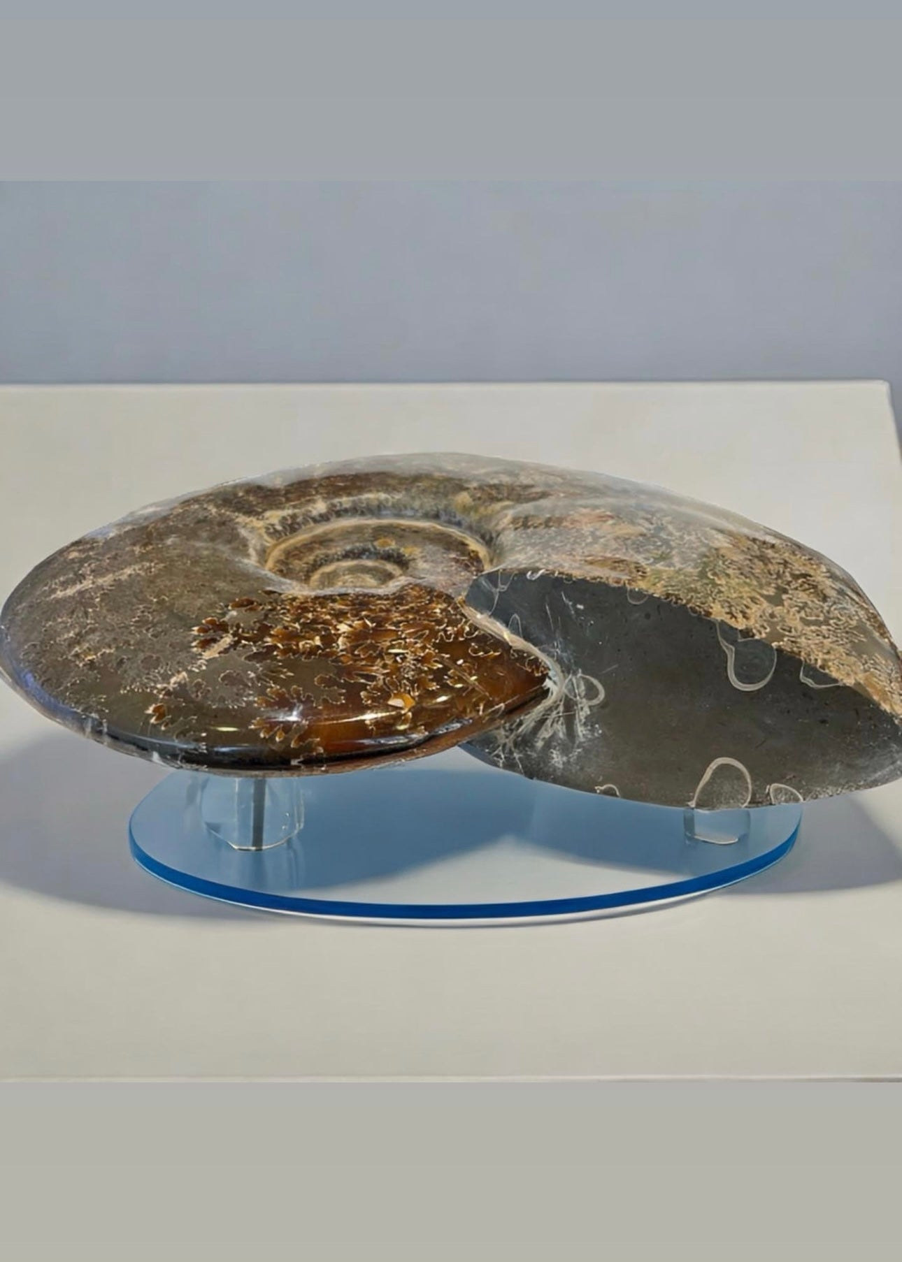 10 Inch Fossilized Ammonite