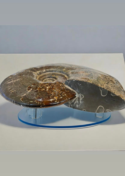 10 Inch Fossilized Ammonite