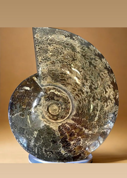 10 Inch Fossilized Ammonite