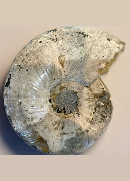 10 Inch Fossilized Ammonite (Pair)