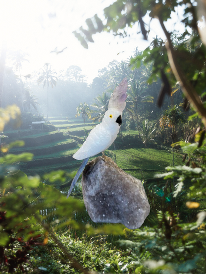 7 Inch Clear Quartz Sulphur-Crested Cockatoo Parrot on Amethyst Base