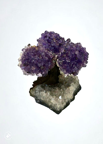 4.0" Brazilian Amethyst Gemstone Tree (Positive Energy)