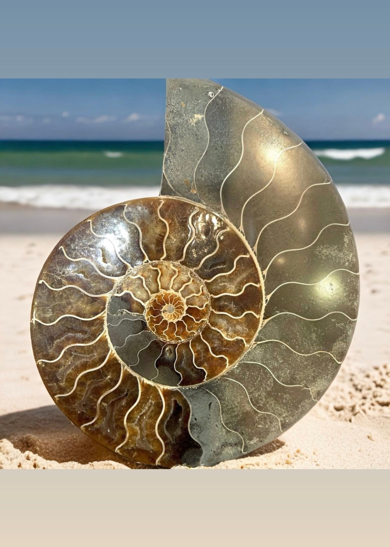 10 Inch Fossilized Ammonite (Pair)