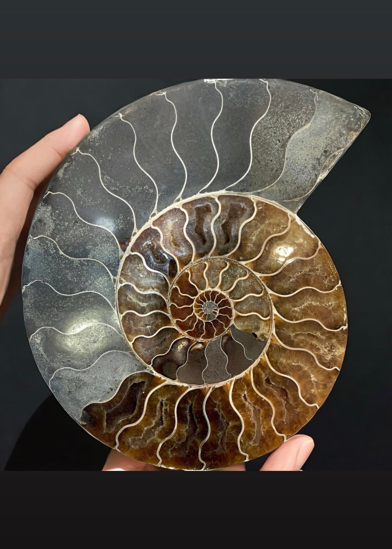 10 Inch Fossilized Ammonite (Pair)