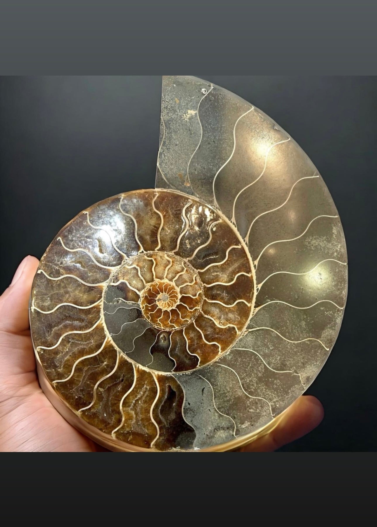 10 Inch Fossilized Ammonite (Pair)