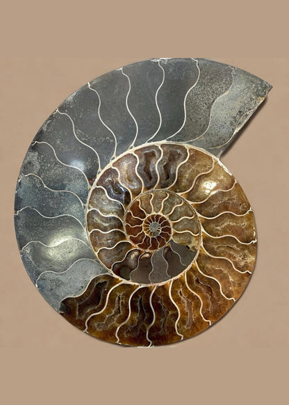 10 Inch Fossilized Ammonite (Pair)