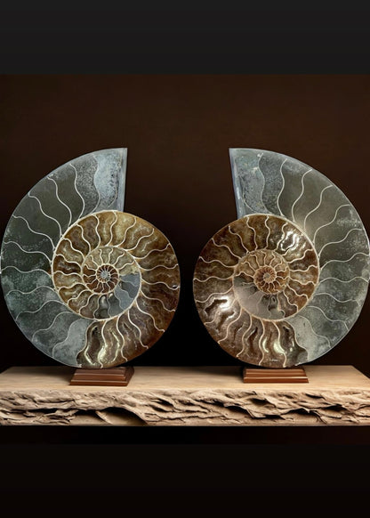 10 Inch Fossilized Ammonite (Pair)