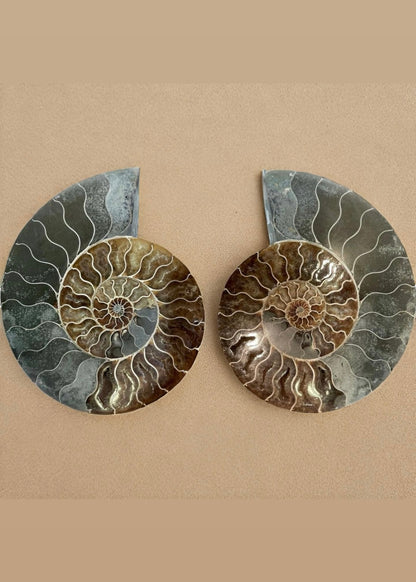 10 Inch Fossilized Ammonite (Pair)