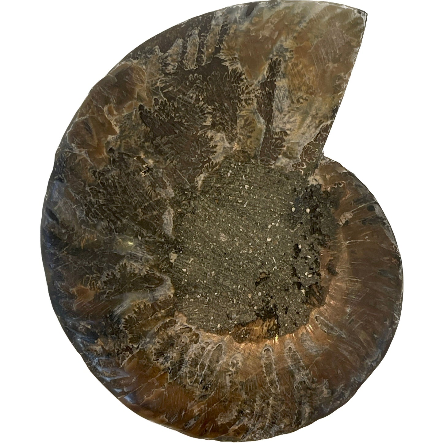 3 1/2 Inch Fossilized Ammonite (Pair)