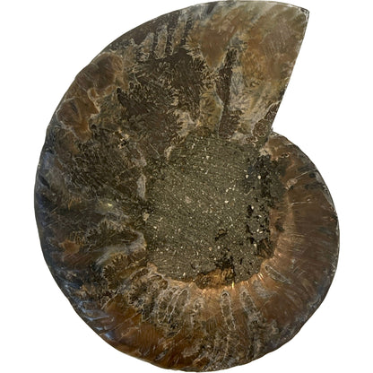 3 1/2 Inch Fossilized Ammonite (Pair)