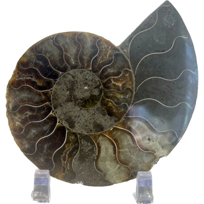 3 1/2 Inch Fossilized Ammonite (Pair)