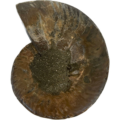 3 1/2 Inch Fossilized Ammonite (Pair)