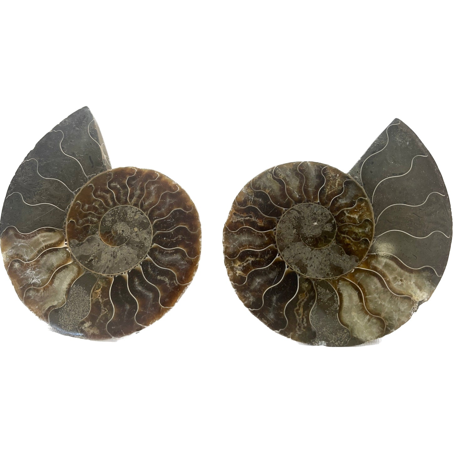 3 1/2 Inch Fossilized Ammonite (Pair)