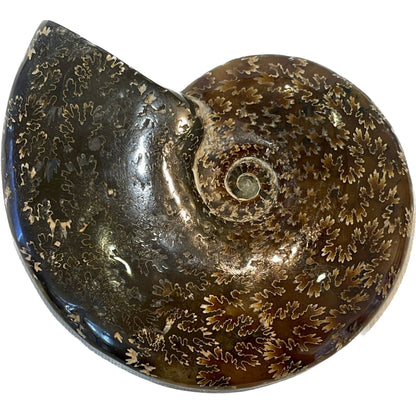 4 1/2 Inch Fossilized Ammonite