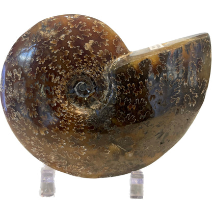 4 1/2 Inch Fossilized Ammonite