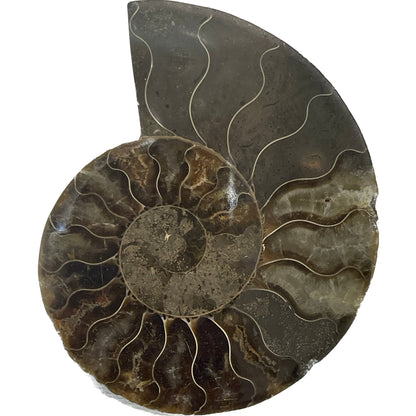 3 1/2 Inch Fossilized Ammonite (Pair)