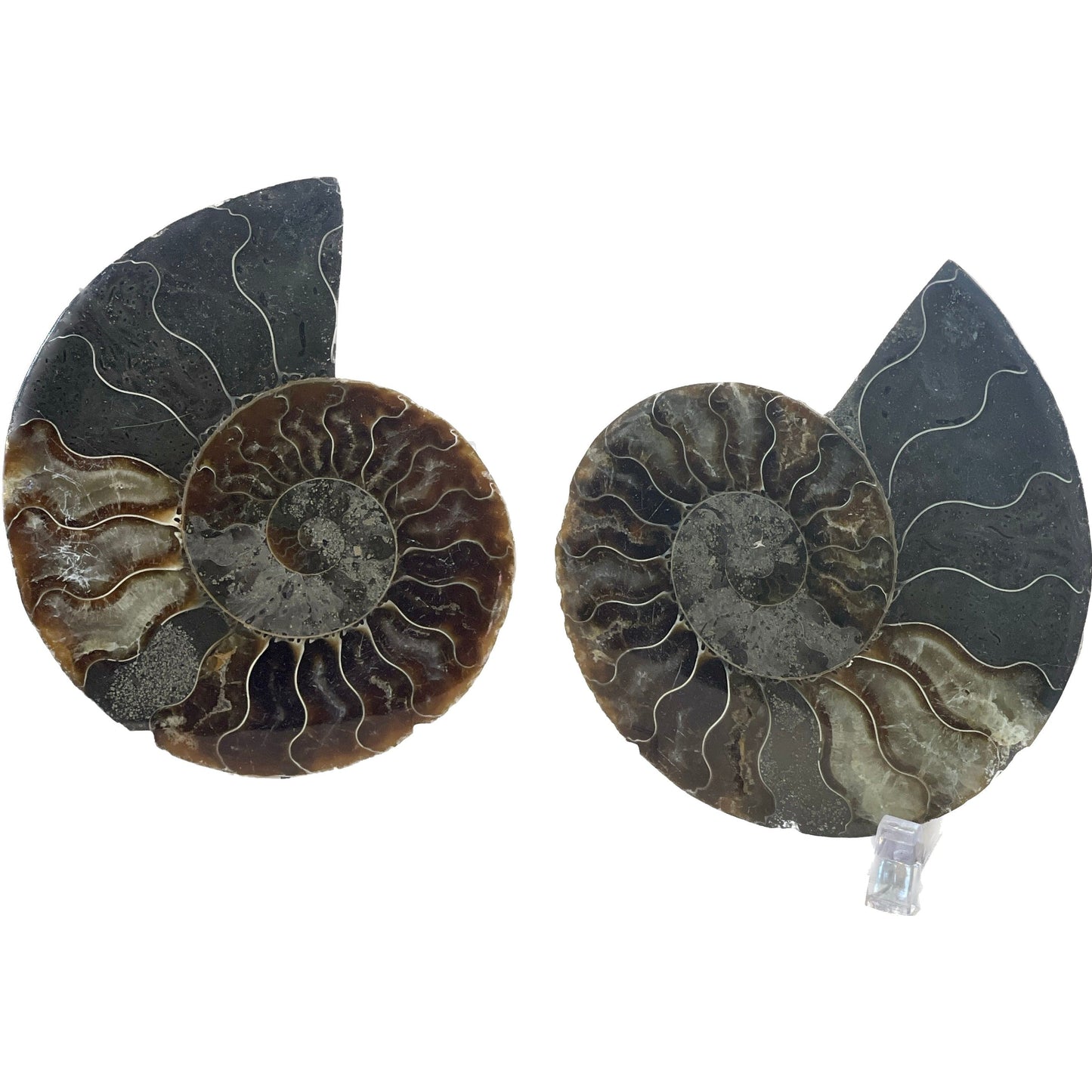 3 1/2 Inch Fossilized Ammonite (Pair)