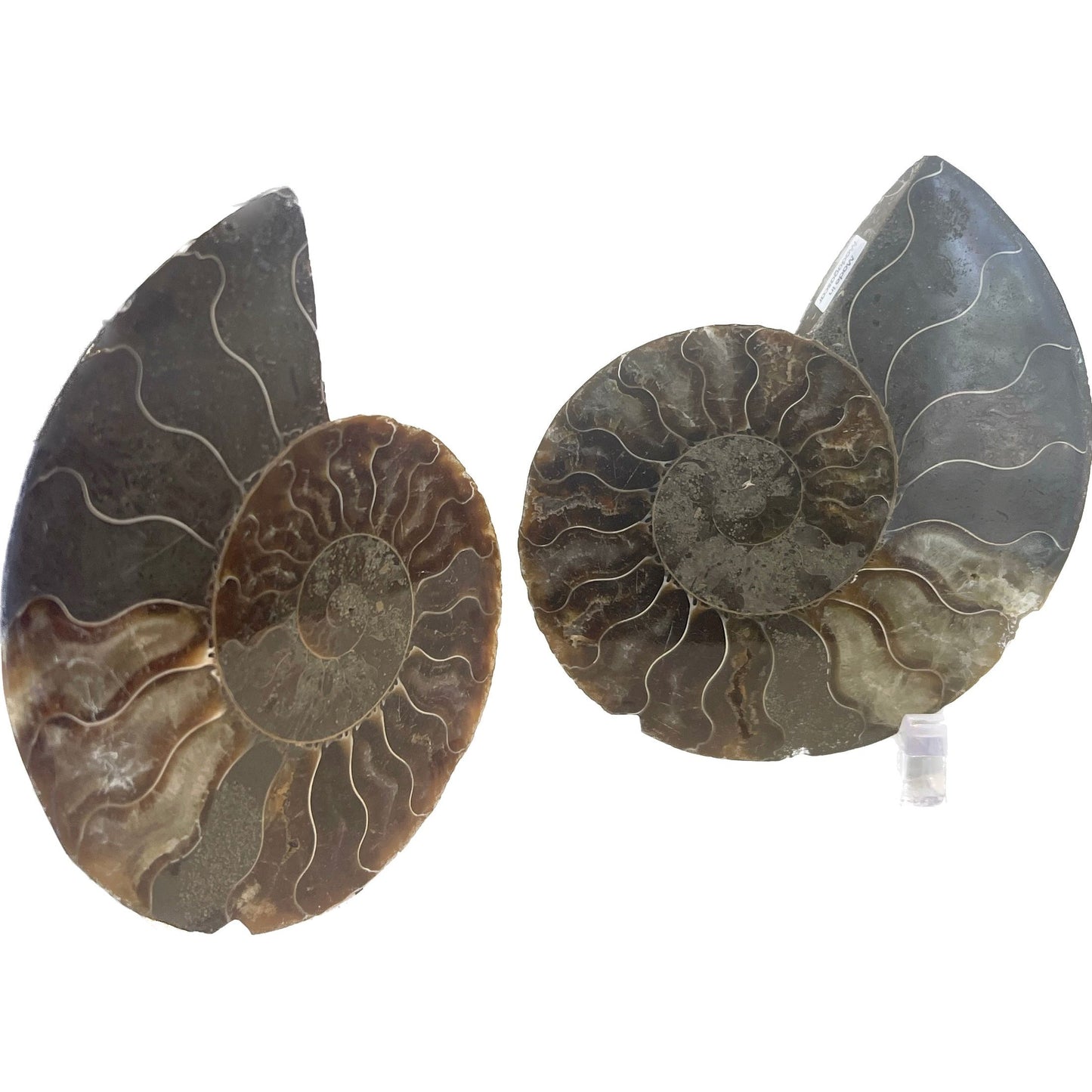 3 1/2 Inch Fossilized Ammonite (Pair)