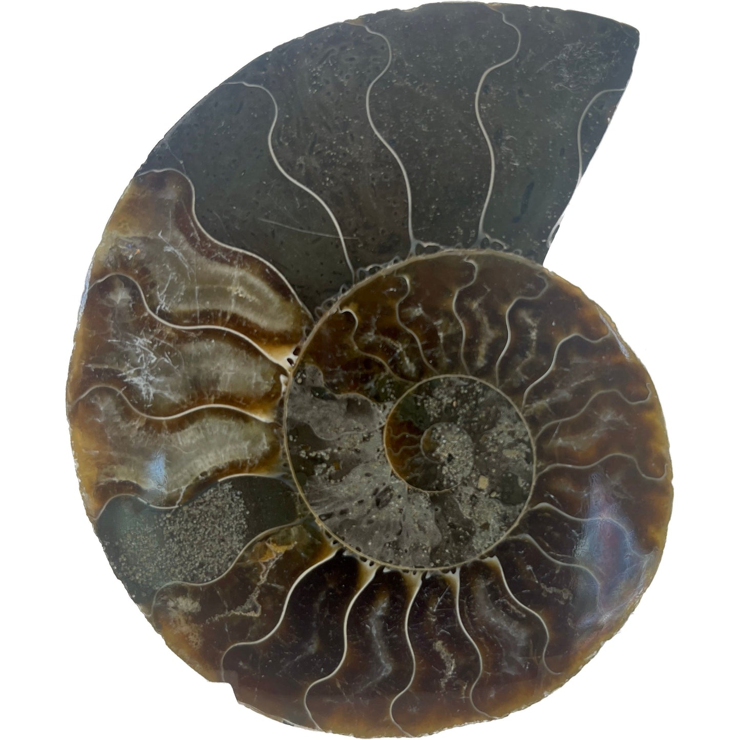 3 1/2 Inch Fossilized Ammonite (Pair)