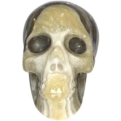 7 Inch Genuine Pakistani Zebra Onyx Skull