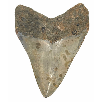 Genuine  4 Inches Megalodon Tooth