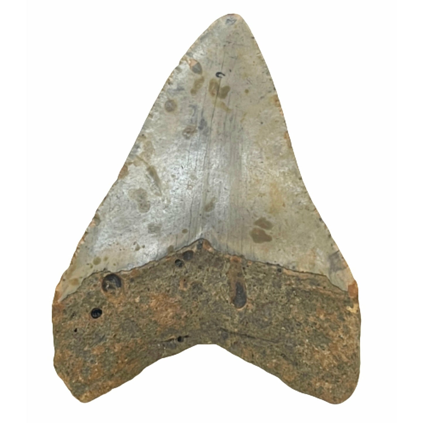 Genuine  4 Inches Megalodon Tooth