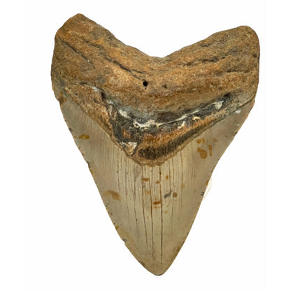 Genuine  4 Inches Megalodon Tooth