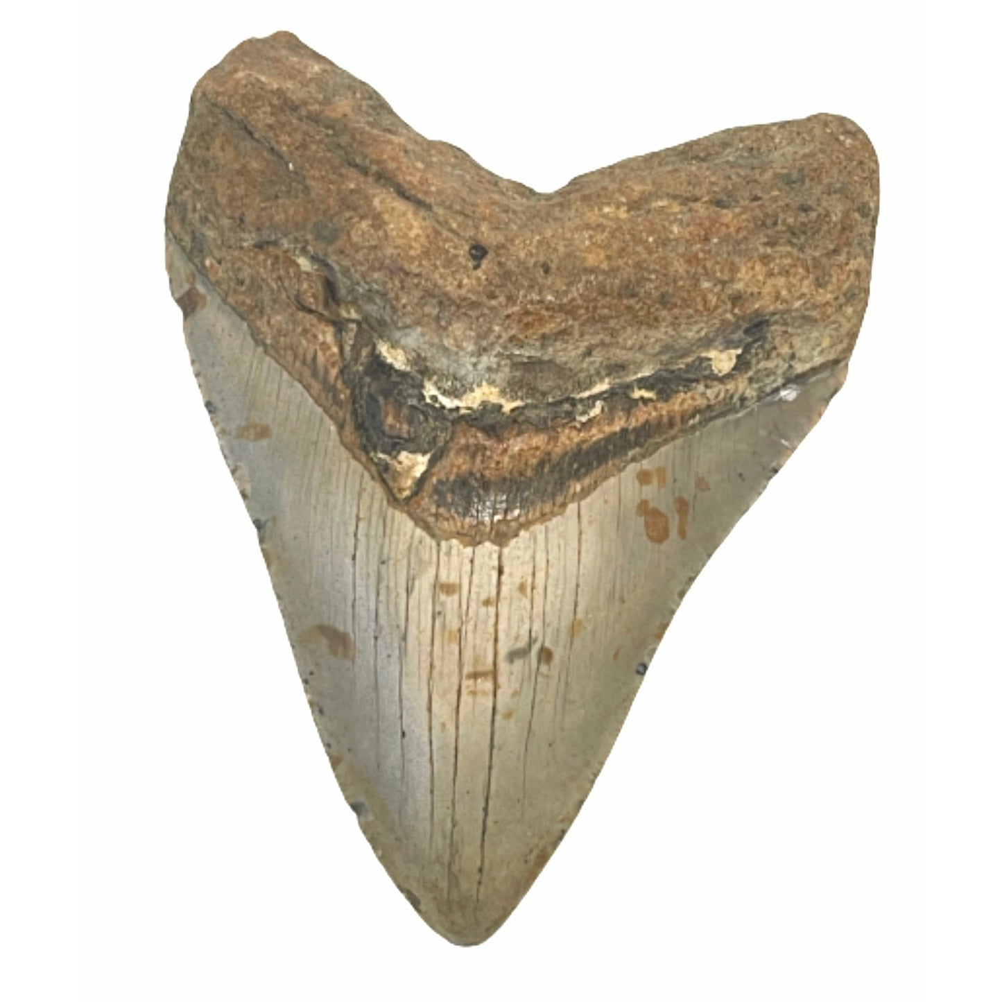 Genuine  4 Inches Megalodon Tooth