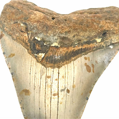 Genuine  4 Inches Megalodon Tooth