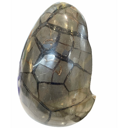 Genuine  9 Inches Fossilized Septerian Egg